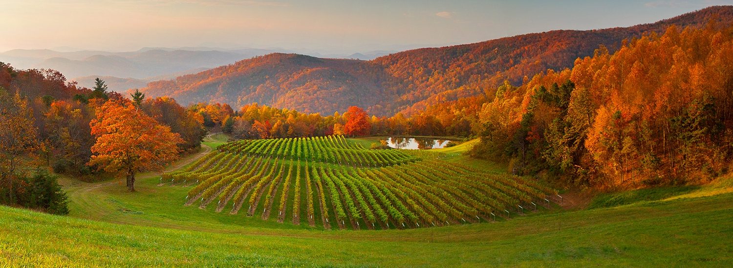 Facilități oferite de Wine House